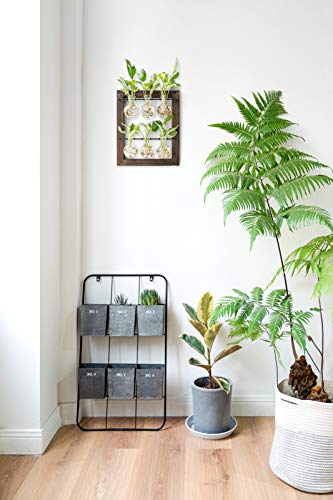 Mkono Propagation Station Wall Hanging Glass Planter, Flower Bulb Vase Plant Terrarium with Retro Wooden Stand Double Layer for Hydroponics Plants Home Garden Office Decor